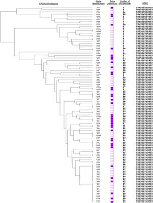 Comparative Whole-Genomic Analysis of an Ancient L2 Lineage Mycobacterium tuberculosis Reveals a Novel Phylogenetic Clade and Common Genetic Determinants of Hypervirulent Strains